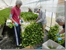 水耕栽培野菜の収穫作業