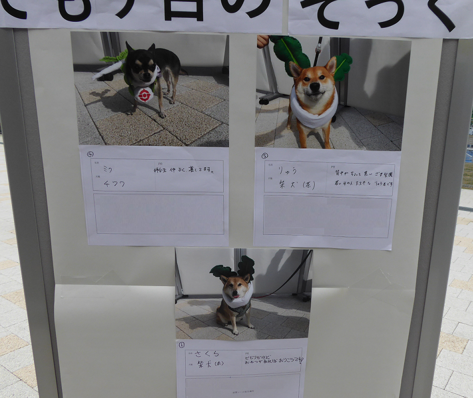 もり吉コンテスト参加犬.png