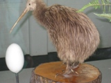 NZ080720-10.jpg