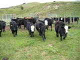 NZ080727-01.jpg