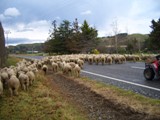 NZ080805-06.JPG
