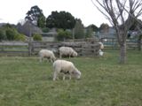 NZ20100730-10.JPG