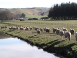 NZ20100801-2.JPG