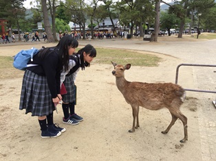 20170509_nara04.JPG