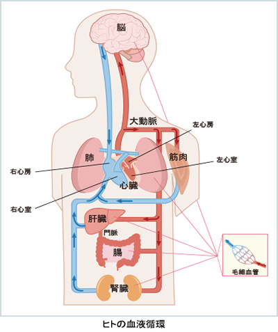 図 ヒトの血液循環