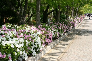azaleas