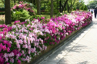 azaleas