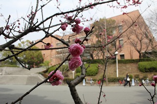 plum trees