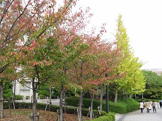 Foliage Turning Red at Senriyama Campus