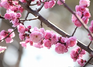 Spring approaches on Campus