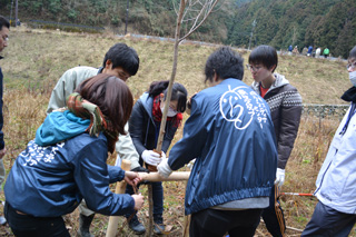 山桜の植栽