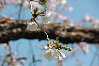 千里山キャンパスの桜