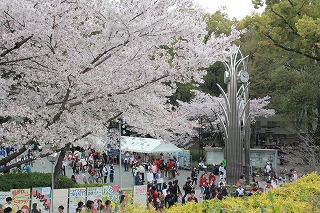 千里山キャンパス桜満開