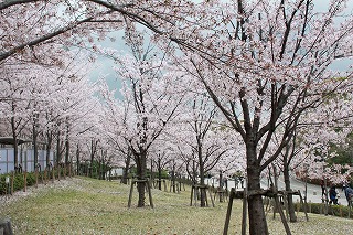 千里山キャンパス桜満開