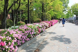 千里山キャンパスのつつじの花