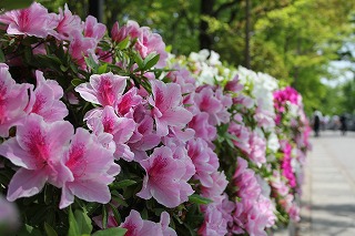 千里山キャンパスのつつじの花