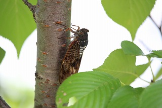 キャンパスが盛夏を迎えています