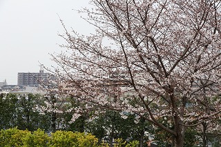 千里山キャンパス桜開花