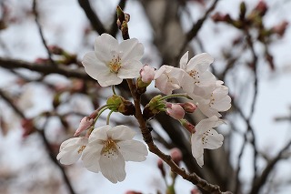 千里山キャンパス桜開花