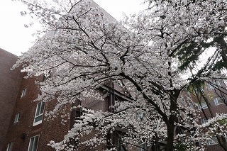 千里山キャンパス桜開花