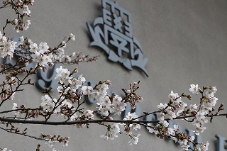 千里山キャンパス桜開花