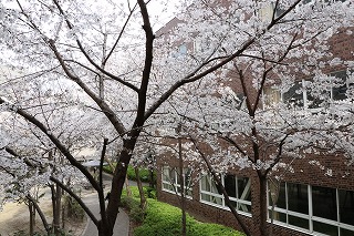 千里山キャンパス桜開花