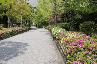 azaleas