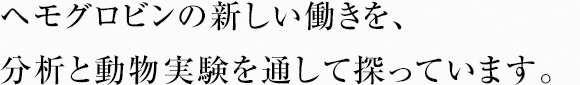 ヘモグロビンの新しい働きを、分析と動物実験を通して探っています。