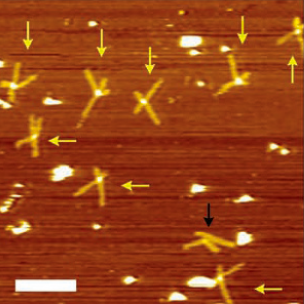 AFM Images for SA pinching and release by biotinylated DNA pliers Scale bar: 300 nm