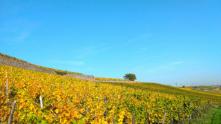 リューデスハイムのワイン畑