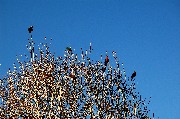 20110820_Cairns001.jpg