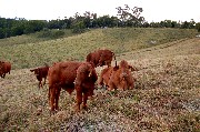 20110821_Cairns001.jpg