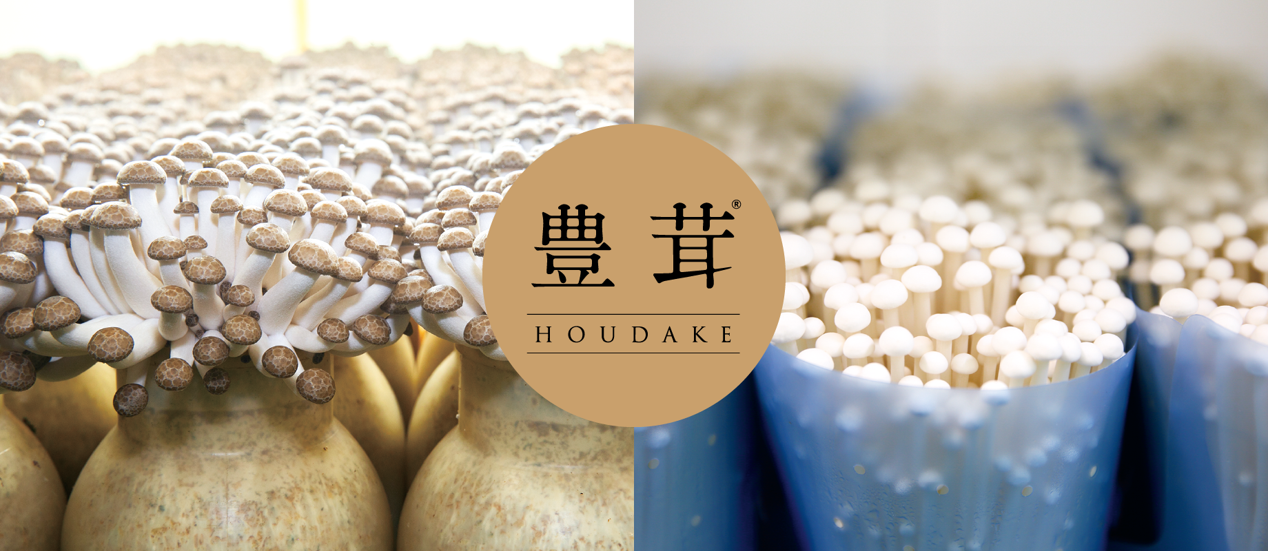 豊茸 Houdake