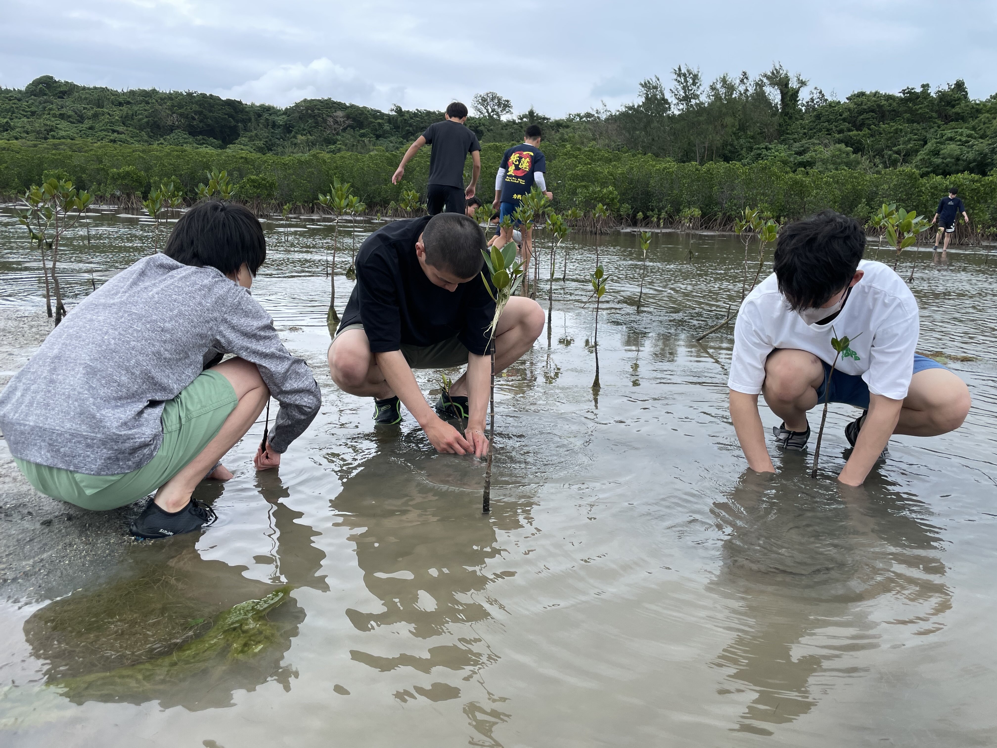 マングローブ植樹②.jpg