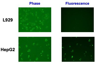 図3. キラル液晶高分子ミセルのマウス線維芽細胞(L929)およびヒト肝がん由来細胞(HepG2)への取り込み.jpg