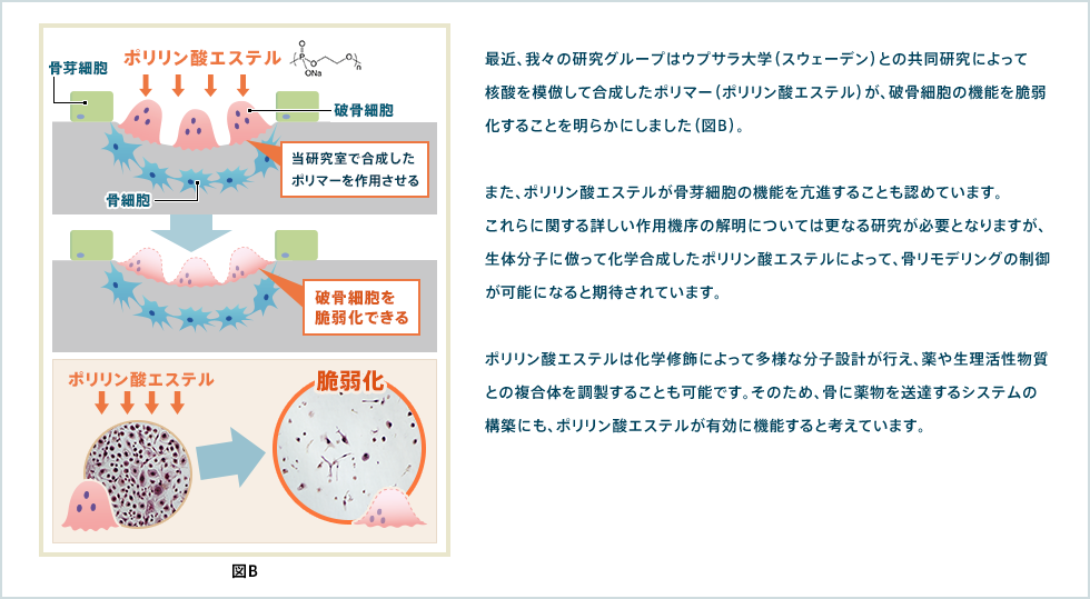 図B