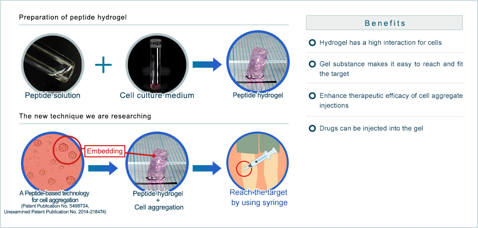 Diagram of peptide hydrogel