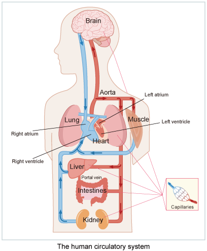 Figure Human blood circulation