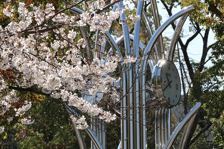 関西大学千里山キャンパス桜