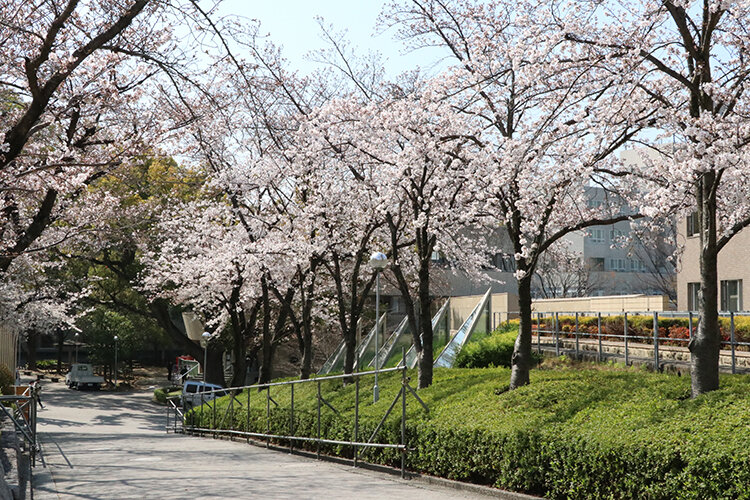 関西大学千里山キャンパス桜