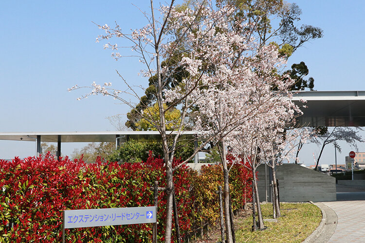 関西大学千里山キャンパス桜