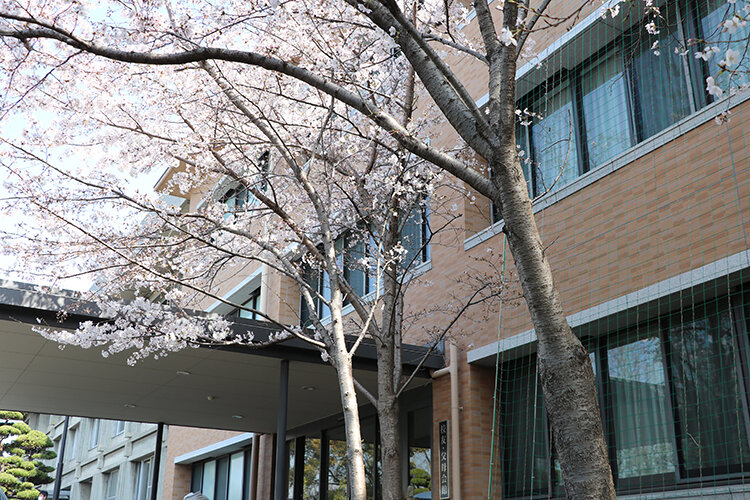 関西大学千里山キャンパス桜