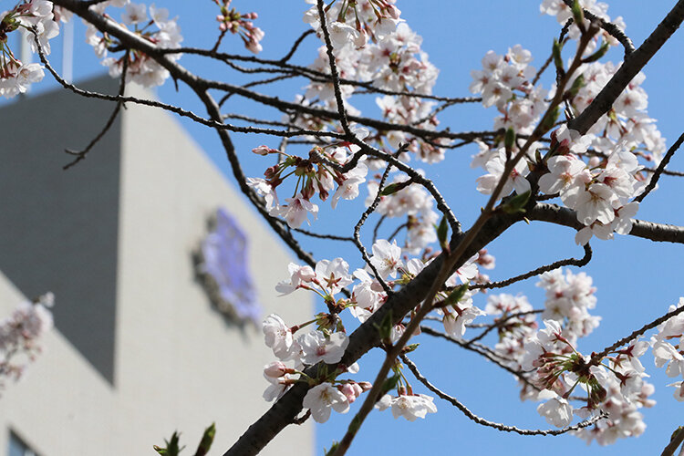 関西大学千里山キャンパス桜