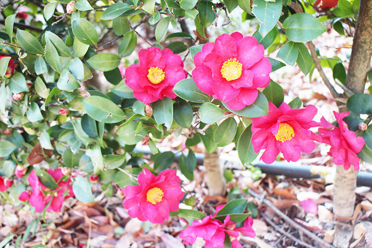 250121_t_test.s.01.jpg