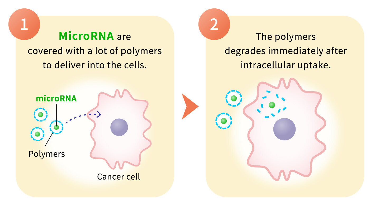 1:MicroRNA are covered with a lot of polymers to deliver into the cells. 2:The polymers degrades immediately after intracellular uptake.