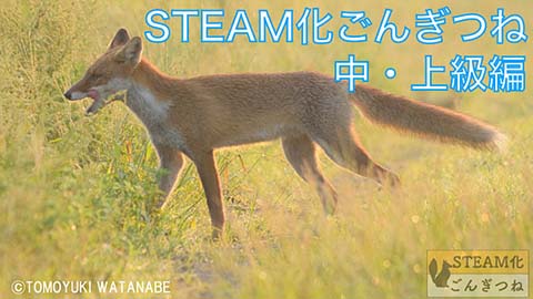 STEAM化ごんぎつね