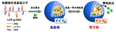 図1 液晶高分子ミセルの形成と温度に応答した薬物放出制御挙動