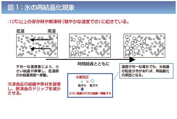 氷結晶を制御する不凍タンパク質の実用化 関西大学ニューズレター Reed 関西大学