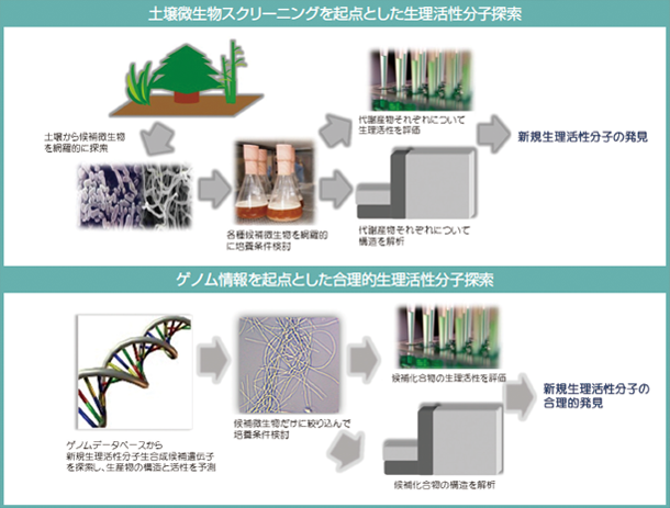 土壌微生物スクリーニングを起点とした生理活性分子探索