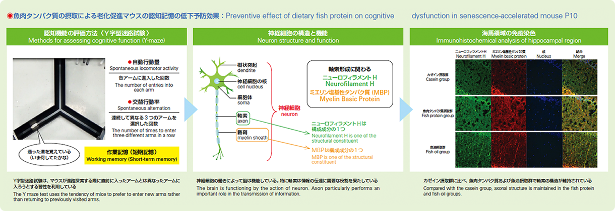 魚肉タンパク質の摂取による老化促進マウスの認知記憶の低下予防効果